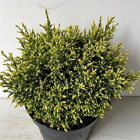 Chamaecyparis p. 'Sp. Cannonball' Pot 3 liter 20-25cm 