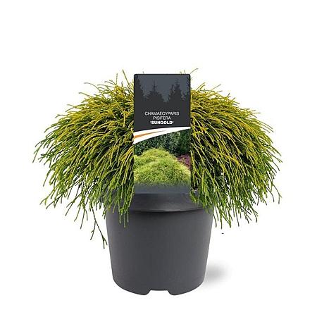 Chamaecyparis p. 'Sungold' Pot 5 Liter 30 - 40 cm