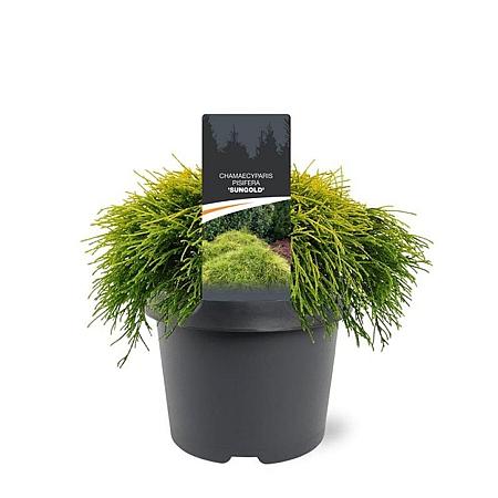 Chamaecyparis p. 'Sungold' Pot 3 Liter 20 - 30 cm