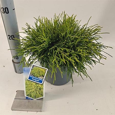 Chamaecyparis p. 'Sungold' Pot 3 liter 20-25cm 