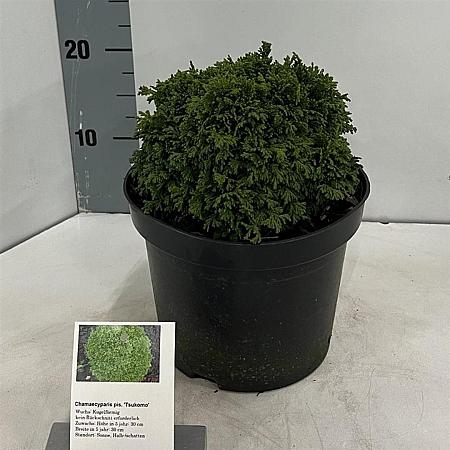 Chamaecyparis pis. 'Tsukumo' Pot 3 liter 20-25cm 