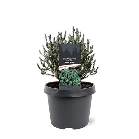 Chamaecyparis t. Blue Rock Pot 3 Liter 20 - 30 cm