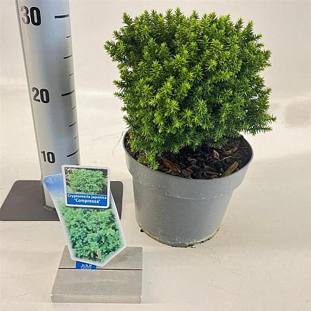 Cryptomeria j. 'Compressa' Pot 3 liter 20-25cm 