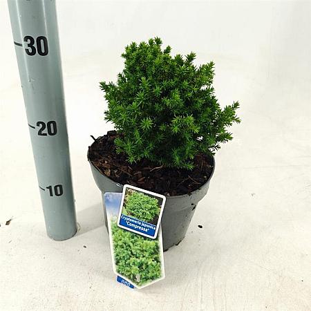 Cryptomeria j. 'Compressa' Pot 3 liter 20-25cm 