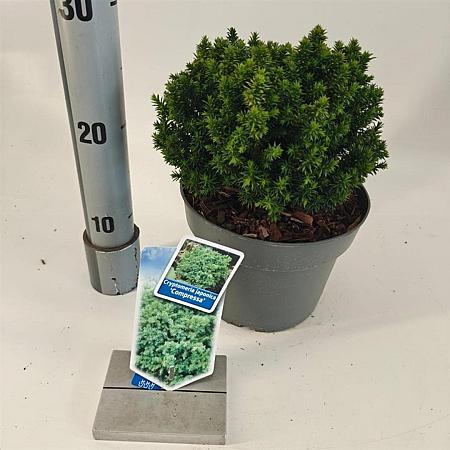 Cryptomeria j. 'Compressa' Pot 3 liter 20-25cm 