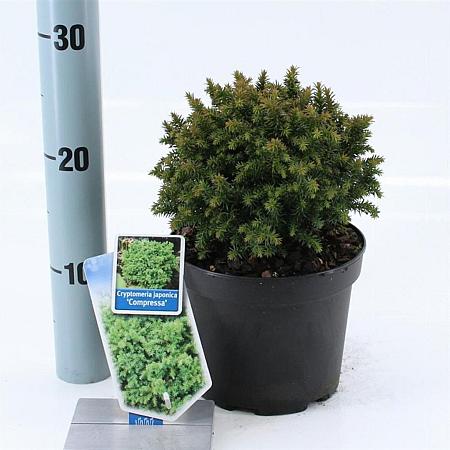 Cryptomeria j. 'Compressa' Pot 3 liter 20-25cm 