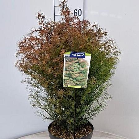 Cryptomeria j. 'Elegans' Pot 5 Liter 30 - 40 cm