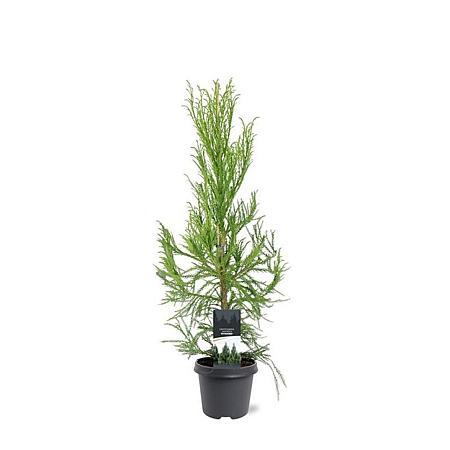Cryptomeria j. 'Kitayama' Pot 5 Liter 80 - 100 cm