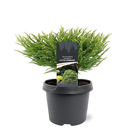 Cryptomeria j. 'Little Champion' Pot 3 Liter 