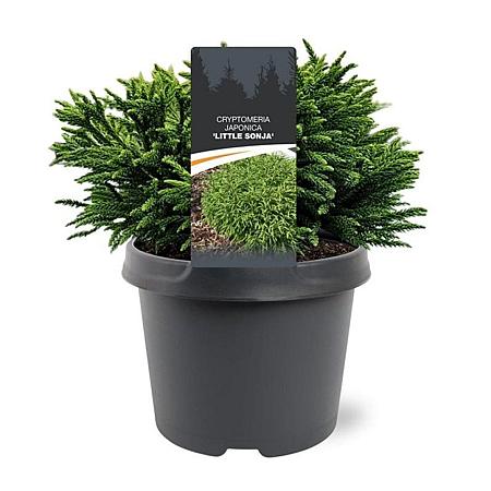 Cryptomeria j. 'Little Globe' Pot 3 Liter 20 - 30 cm