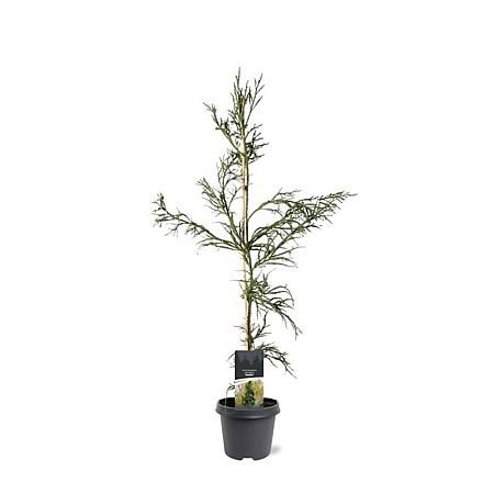 Cryptomeria j. 'Rasen' Pot 5 Liter 80 - 100 cm