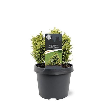 Cryptomeria j. 'Twinkle Toes' Pot 3 Liter 20 - 30 cm