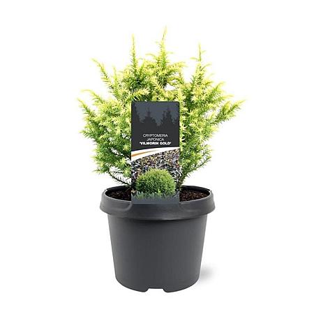 Cryptomeria j. 'Vilmorin Gold' Pot 3 Liter 20 - 30 cm