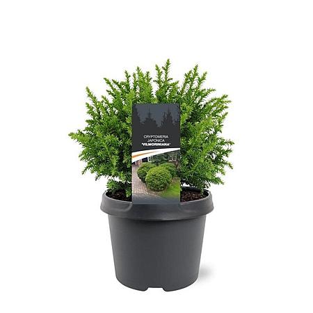 Cryptomeria j. 'Vilmoriniana' Pot 3 Liter 20 - 30 cm