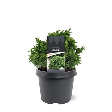 Cryptomeria j. 'Yokohama' Pot 3 Liter 20 - 30 cm