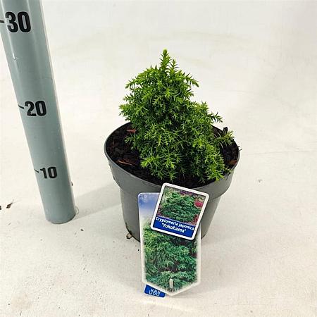 Cryptomeria j. 'Yokohama' Pot 3 liter 20-25cm 