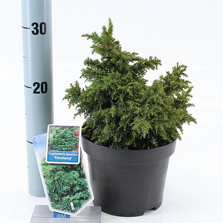 Cryptomeria j. 'Yokohama' Pot 3 liter 20-25cm 