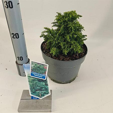 Cryptomeria j. 'Yokohama' Pot 3 liter 20-25cm 