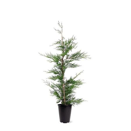 Cupressocyparis leylandii Pot 4 Liter 80 - 100 cm