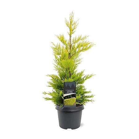 Cupressocyparis l. 'Gold Rider' Pot 3 Liter 40 - 50 cm