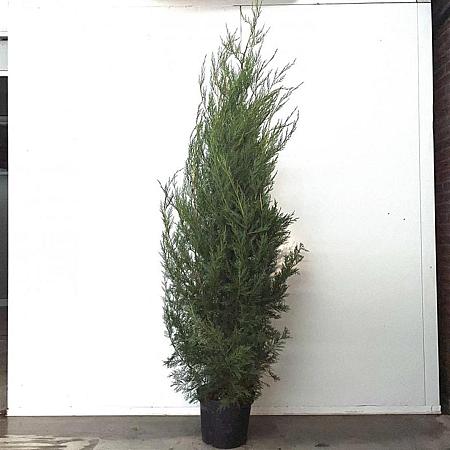 Cupressocyparis l. 'Tweeduizendéén' Pot 10 liter 150 - 175 cm