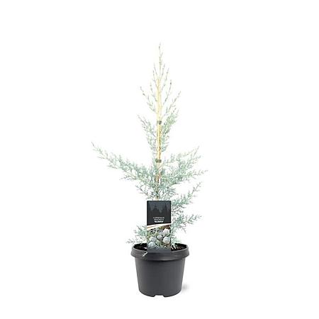 Cupressus ariz. 'Glauca' Pot 3 Liter 50 - 60 cm