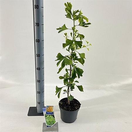 Ginkgo biloba Pot 2 Liter60 - 80 cm