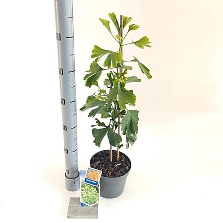 Ginkgo biloba Pot 2 Liter60 - 80 cm