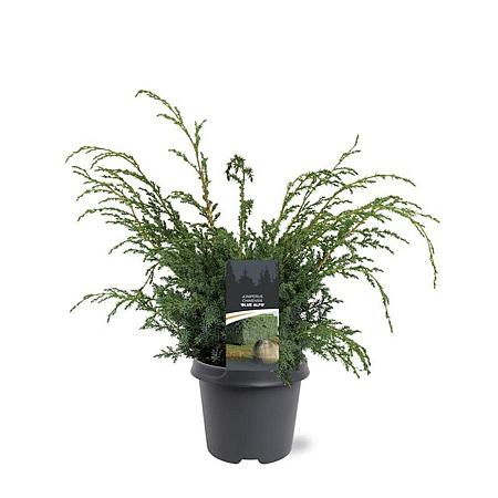 Juniperus chin. 'Blue Alps' Pot 5 Liter 40 - 50 cm