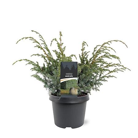 Juniperus chin. 'Blue Alps' Pot 3 Liter 30 - 40 cm