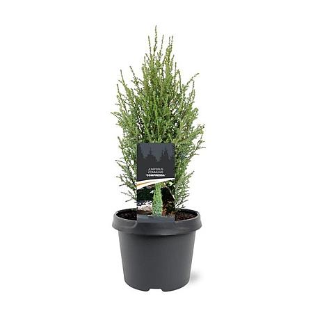 Juniperus comm. 'Compressa' Pot 3 Liter 30 - 40 cm