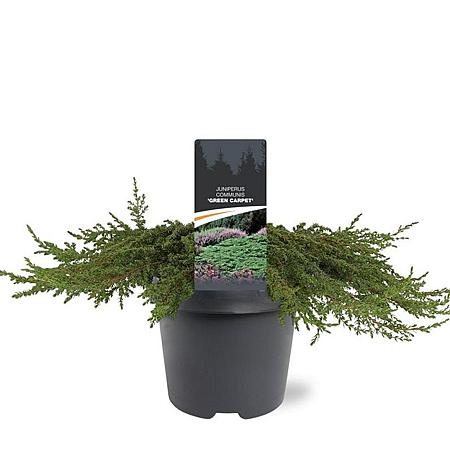 Juniperus comm. 'Green Carpet' Pot 5 Liter 40 - 50 cm