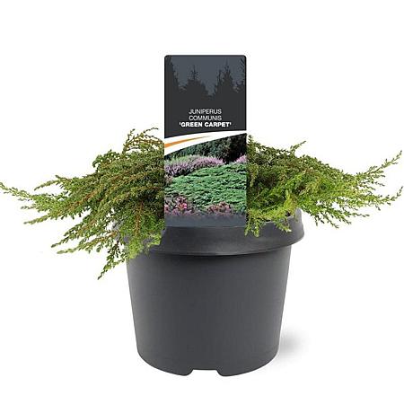 Juniperus comm. 'Green Carpet' Pot 3 Liter 30 - 40 cm