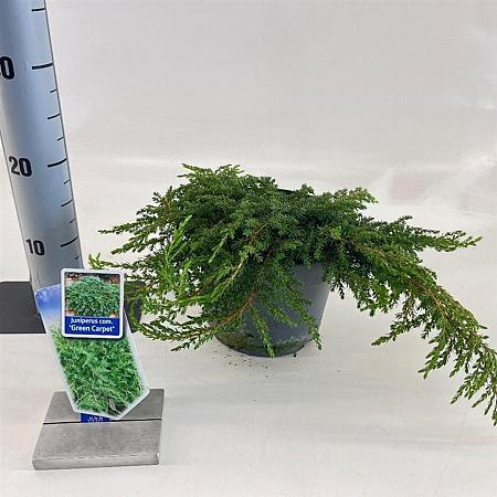 Juniperus comm. 'Green Carpet' Pot 3 liter 20-25cm 