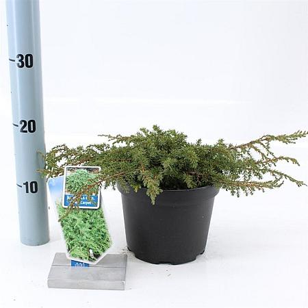 Juniperus comm. 'Green Carpet' Pot 3 liter 20-25cm 