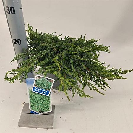 Juniperus comm. 'Green Carpet' Pot 3 liter 20-25cm 