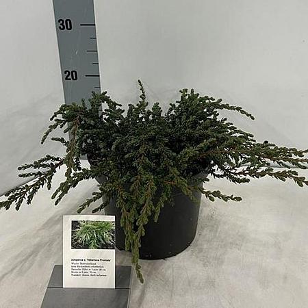 Juniperus comm. 'Hibernica' Pot 3 liter 25-30cm
