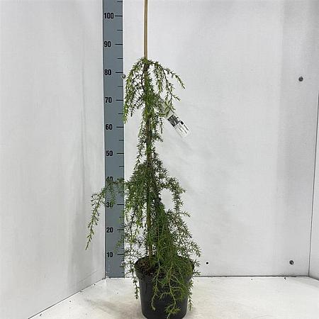 Juniperus comm. 'Oblonga Pendula' Pot 3 Liter 70 - 80 cm