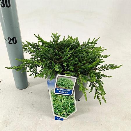 Juniperus comm. 'Repanda' Pot 3 liter 20-25cm 