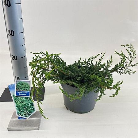 Juniperus comm. 'Repanda' Pot 3 liter 20-25cm 
