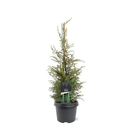 Juniperus comm. 'Suecica' Pot 3 Liter 50 - 60 cm