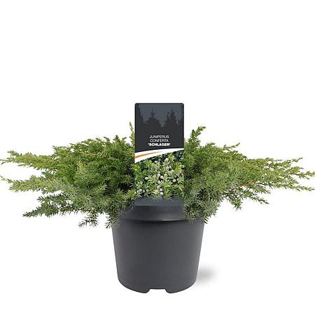 Juniperus conferta 'Schlager' Pot 5 Liter 40 - 50 cm
