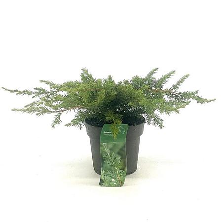 Juniperus conferta 'Schlager' Pot 2 Liter 20 - 30 cm