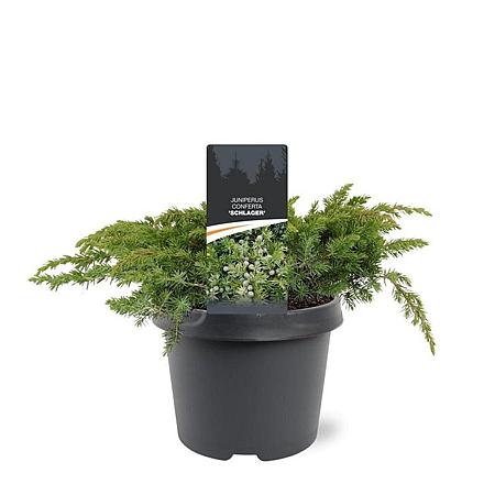 Juniperus conferta 'Schlager' Pot 3 Liter 30 - 40 cm