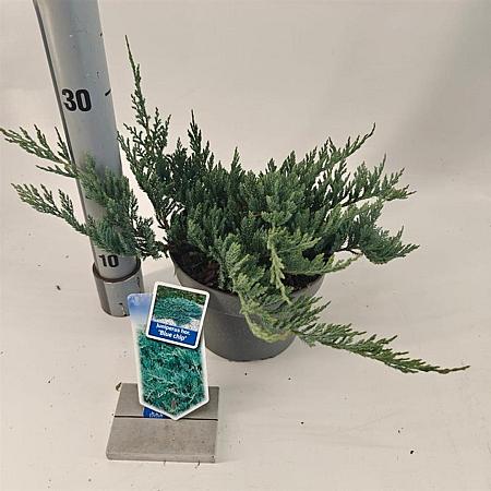 Juniperus h. 'Blue Chip' Pot 3 liter 20-25cm 