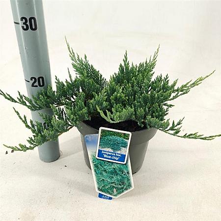 Juniperus h. 'Blue Chip' Pot 3 liter 20-25cm 