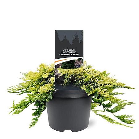 Juniperus h. 'Golden Carpet' Pot 3 Liter 20 - 30 cm