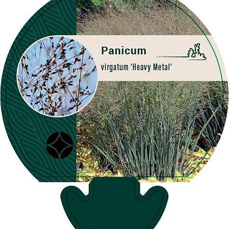Panicum virgatum 'Heavy Metal' Pot 9 cm