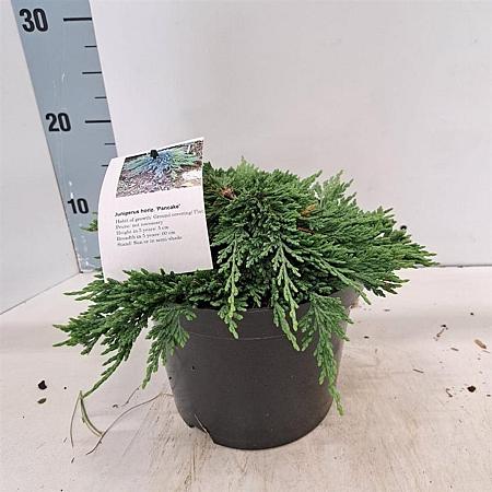 Juniperus h. 'Pancake' Pot 3 liter 25-30cm