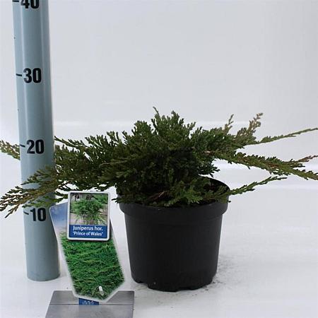 Juniperus h. 'Prince of Wales' Pot 3 liter 20-25cm 